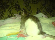 Harry zase na gauči, ale v době, kdy byl ještě kámoš s tím druhým