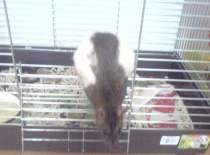 Před čištěním klece, lákání ven