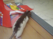 Tam pořád utíká aby prozkoumal novou místnost! :-D