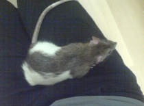 Na klíně, vždycky ho běhat nebaví tak se jde tulit