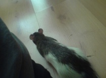 Kouká, jestli je vzduch čistý a aby mohl vyrazit zkoumat :-)