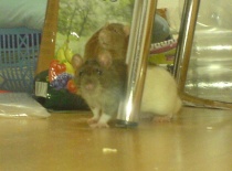 To je ale ksichtíček :-D