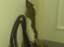 Copak tam je? Zajímá ho to. Ale za ledničku nemůže!