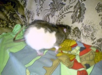 Dřív se s tím druhým samečkem kámošil, ted se nemají rádi :-(