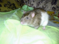 Harry je naježený, cítí tam jiného samečka