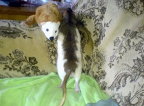 s plyšovým fretčím kamarádem :-D