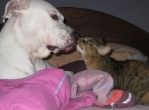 Kikuška a Čikina, nerozluční pár