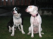 Kikuška a "ženich"