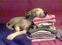 Kikuška z plakátu ( usnula mi u žehlení)