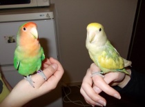 Piggy byl na návštěvě  Berryho