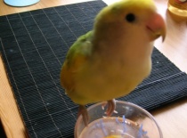 Permanentně pije ze skleniček, ze svého nepije