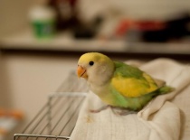 Piggy ještě nevinný a malý