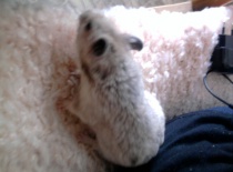 [field_gallery-nid]_[filefield-onlyname-original].[filefield-extension-original]