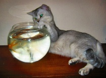 Hubkova rybička :o)