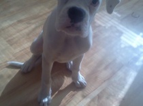 moje papulka krásná 