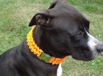 [field_gallery-nid]_[filefield-onlyname-original].[filefield-extension-original]