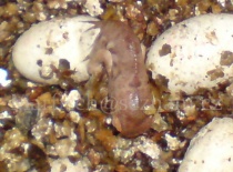 Furcifer pardalis Ambilobe ml.