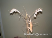 Furcifer pardalis Ambilobe ml.