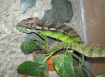 Furcifer Verrucosus