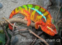 Furcifer pardalis Ambilobe