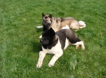 [field_gallery-nid]_[filefield-onlyname-original].[filefield-extension-original]