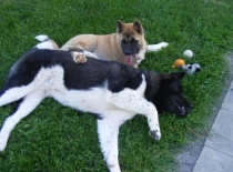 [field_gallery-nid]_[filefield-onlyname-original].[filefield-extension-original]