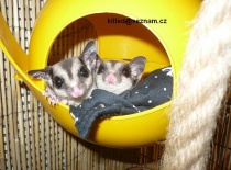 Zofrej angelika vakoveverky