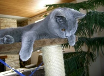 [field_gallery-nid]_[filefield-onlyname-original].[filefield-extension-original]