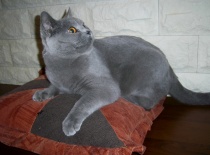 [field_gallery-nid]_[filefield-onlyname-original].[filefield-extension-original]