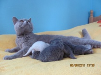 Smokie se snažila co jí síly stačily