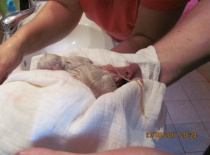 Prvorozený - Snížek (náš) s placentou - Smokie ještě nevěděla co s ním, dělali jsme porodní asistenty