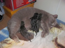 Už jsme všichni - dvě kočičky a jeden kocourek