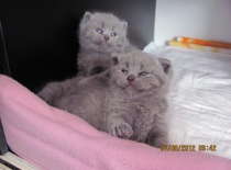 Druhý vrh - Anežka a Přemysl