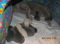 3.vrh - tak to jsme my, čtyři kocourci (2+2) a tři kočičky