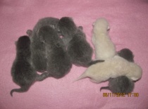 3.vrh - je nás plný pelíšek , máma má plné tlapky práce