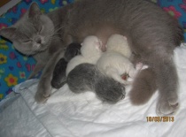 [field_gallery-nid]_[filefield-onlyname-original].[filefield-extension-original]