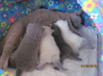 vrh 4. z leva lila kocourek, colourpoint kočička, modrá kočička , colourpoint kočička