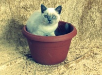 [field_gallery-nid]_[filefield-onlyname-original].[filefield-extension-original]