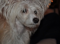 Takhle kouká na masenko