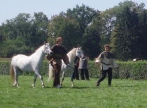 welsh pony Wendy a Bára