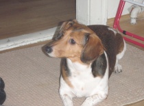 Zvedava:)))Co tam je dobryho:))