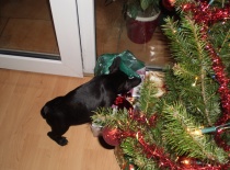 Konec roku 2011 061oz2vnouček Václav alias Ozy 