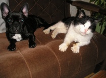 Mana Jessie a její kámoš