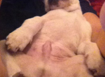 Olvnouček Oloušek alias Heřmánek