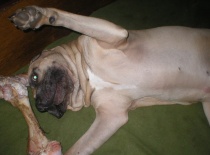 Alejandro zari 2010 010