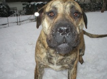 Dc gaia monicin raj  13.2.2013 005