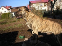 Dc gaia monicin raj 15.11.2012 012