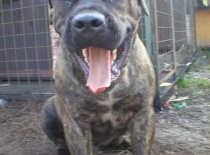 Dc gustav monicin raj  7mes. 023