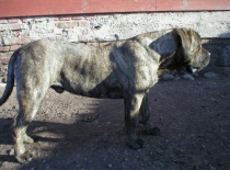 Dc gustik monicin raj 15.11.2012 016