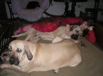 Fib jo,jo,gauč je náš.